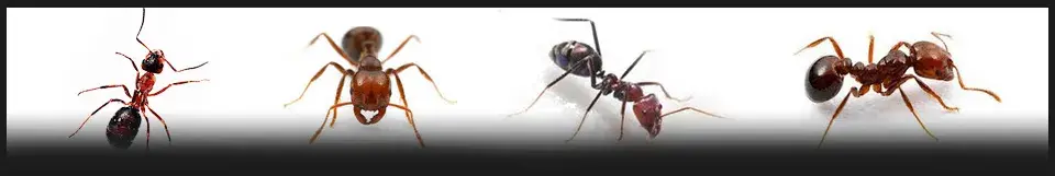 Dedetizadora de Formigas - Exterminex