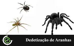 Aranhas - Exterminex