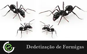 Formigas - Exterminex