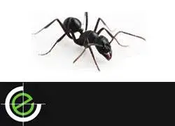 Dedetizadora de formigas