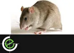 Dedetizadora de Ratos
